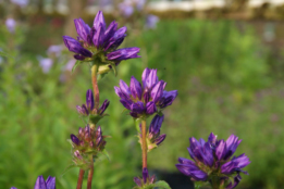 Campanula glomerata 'Superba'Kluwenklokje bestellen